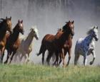 Manada de caballos corriendo por la pradera