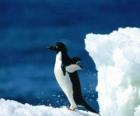 Pinguino sobre la nieve de la Antártida o Antártica