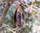 Un murciélago colgado de la rama durmiendo
