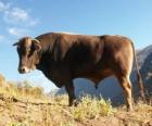 Buey pastando en el campo
