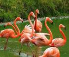 Flamencos en el agua, grandes aves zancudas de plumaje rosado