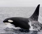 Orca, ballena asesina