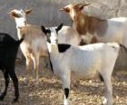 Cabras domésticas