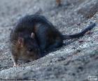 Rata