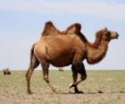 Camello, animal rumiante sin cuernos y con dos jorobas como un almacén de grasas