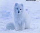 Zorro polar en invierno