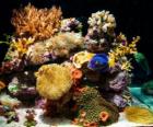 Acuario