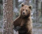 Oso pardo europeo en pié apoyado en un árbol