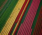 Campo de Tulipanes en Holanda