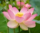 Flor de Rosa del Nilo