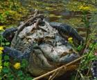 Aligátor americano, uno de los cocodrilos más grandes del continente americano, especie protegida en EEUU