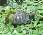 La jicotea elegante, también conocida como galápago de Florida, o tortuga de orejas rojas