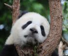 Oso Panda durmiendo sobre las ramas de un árbol