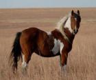 Caballo con la piel manchada
