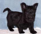Cachorro de Terrier escocés