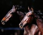 Dos magnificos caballos