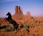 Caballo negro desierto