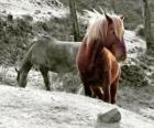 Caballos paciendo en el campo