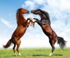 Dos caballos encabritados