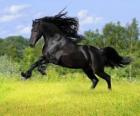 Caballo negro 