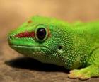 Lagartija verde