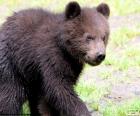 Osezno, cría de oso pardo lo podemos encontrar en algunos bosques de Europa, Asia y América del Norte