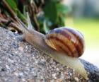 Caracol sobre una piedra