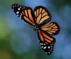 Mariposa volando