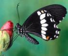 Mariposa negra