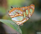 Bonita Mariposa