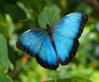 Mariposa celeste