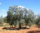 Olivo