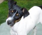 Terrier chileno, es la primera raza canina chilena