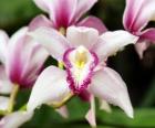 Preciosas flores de orquídea