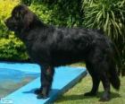 Terranova, perro