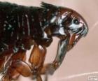 Pulga vista con un microscopio, parásito externo