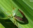 Chinche verde