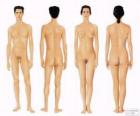 Cuerpo humano de hombre y mujer por delante y por detrás