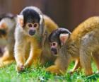Monos ardilla