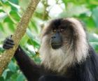 El sileno, macaco de cola de león, mono león o mono barbudo