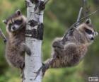 Mapaches