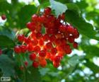 Acebo con sus frutos rojos