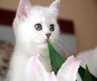 Gato blanco