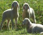 Tres corderos