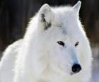 El lobo ártico