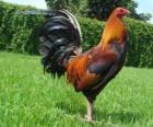 El gallo