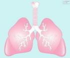 Los pulmones