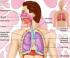 El aparato respiratorio o sistema respiratorio (ingles)
