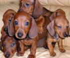 Cachorros de teckel, dackel o perro salchicha