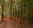 Los árboles de un bosque